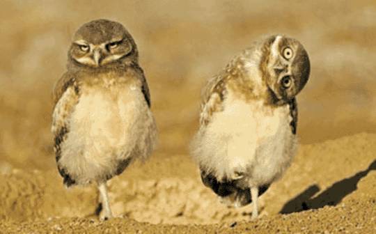 JDB电子试玩网页版