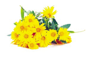 JDB电子试玩网页版