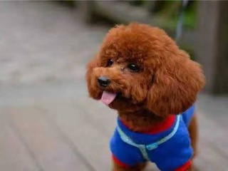 曼联2000万甩卖标王_JDB电子试玩网页版(图2) JDB电子试玩网页版