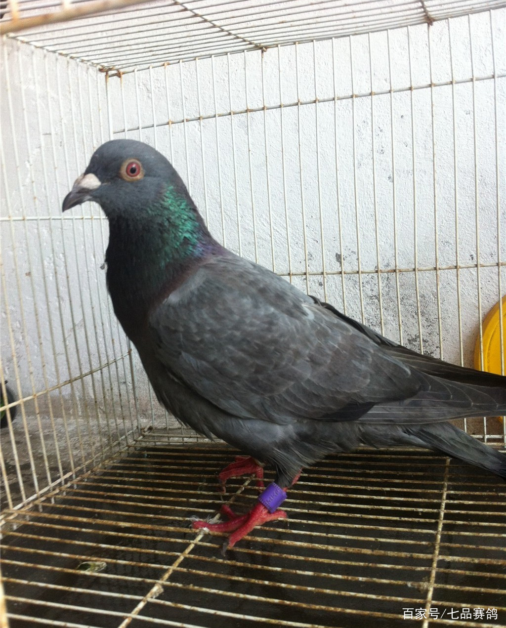 JDB电子试玩网页版