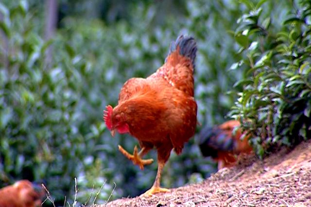 JDB电子|焦炭龙头旭阳集团赴港上市:行业景气高位募资降杠杆(图3) JDB电子