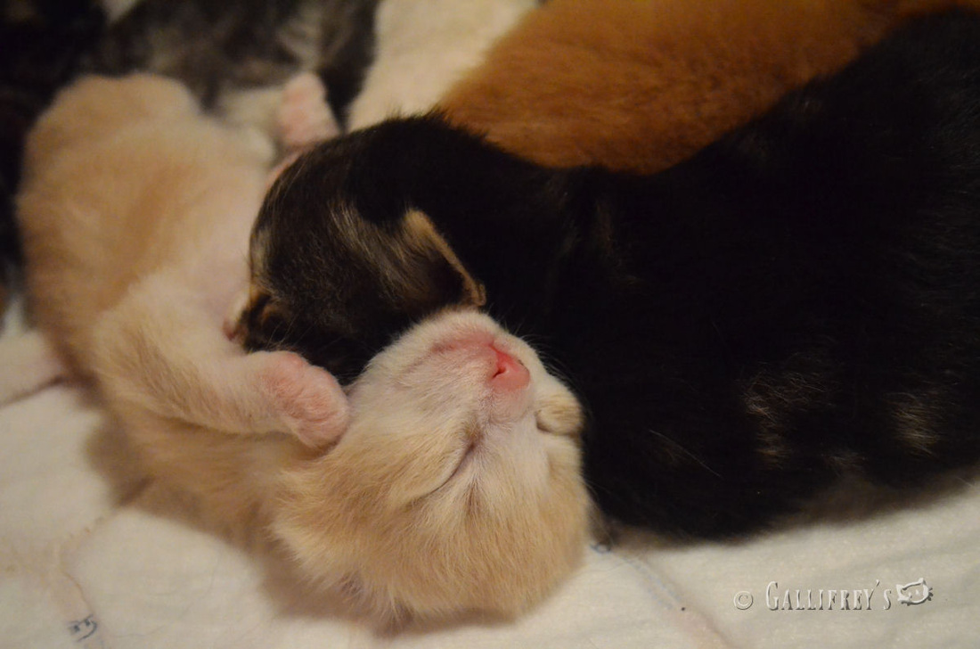 一汽-大众公布汽车下乡政策 最高享万元报废补贴|JDB电子(图2) JDB电子试玩网页版