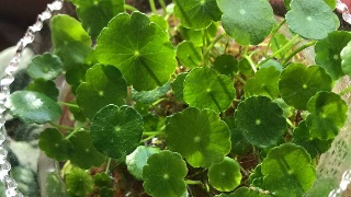 铜博士引路 沪胶跟跌-JDB电子试玩网页版(图1) JDB电子