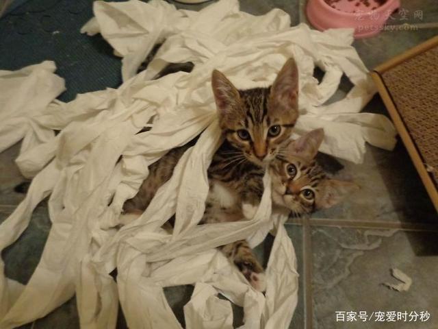 ‘JDB电子试玩网页版’切尔西老板带豪车参与豪华派对 总价850万镑车队多款限量版(图1) JDB电子游戏官网