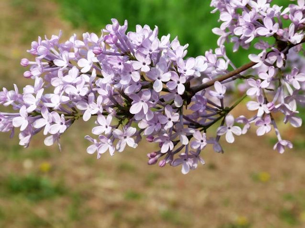 JDB电子-切尔西把坎特给浪费了 萨里这么用他真是大材小用(图2) JDB电子