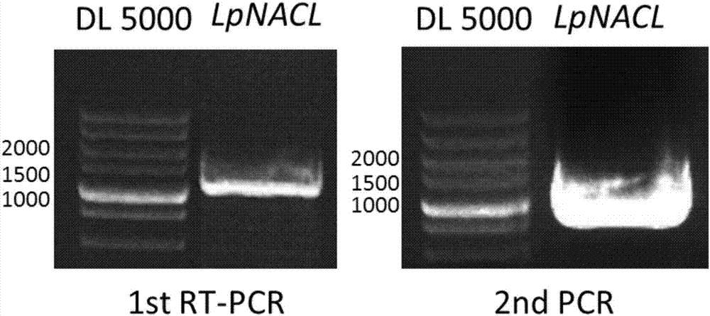JDB电子试玩网页版