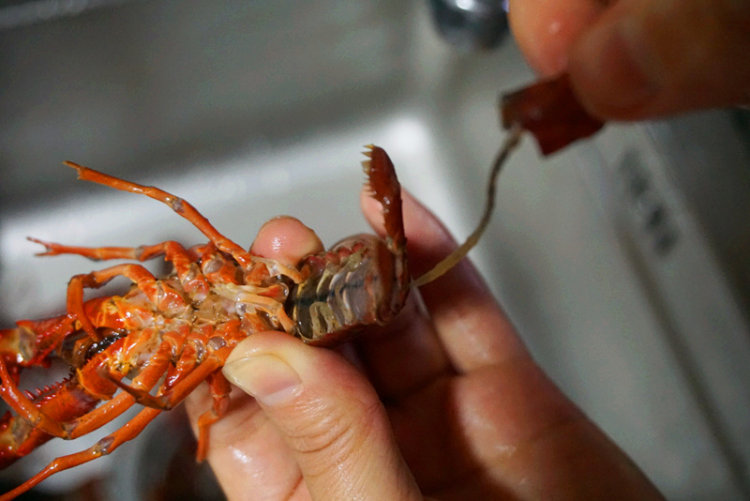 JDB电子游戏官网|汗奇甜瓜座瓜灵多少钱一袋?如何使用?(图1) JDB电子