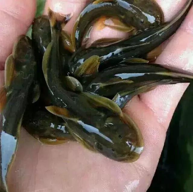 JDB电子游戏官网|汗奇甜瓜座瓜灵多少钱一袋?如何使用?(图2) JDB电子游戏官网